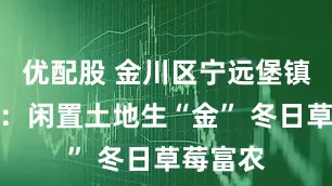 优配股 金川区宁远堡镇中牌村：闲置土地生“金” 冬日草莓富农